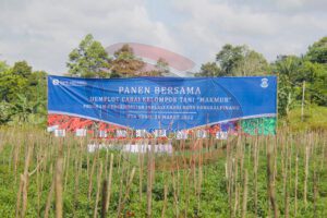 Program Pengendalian Inflasi Cabai Kota Pangkalpinang.