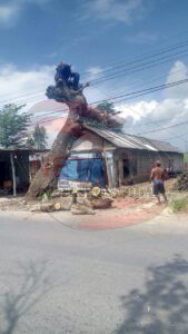 Penebangan Pohon Trembesi Diruas jalan Winongan – Gading Sesuai Prosedural