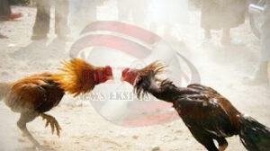 Sabung Ayam Beromzet Jutaan,Banyak Warga Luar Kota Madiun Ikut Andil