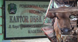 Selewengkan Hibah Sapi 2019, Masyarakat Salah Satu Desa di Kecamatan Takeran Mengeluh
