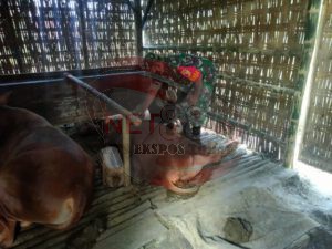 Bentuk Keperdulian, Babinsa Mangar Lakukan Pengecekan dan Pemantauan Hewan Ternak