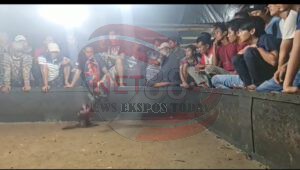 Sabung Ayam di Wilayah Sampang Bebas Beroperasi, Ada Apa,,,?