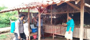 Minimalisir Penyebaran PMK, Kapolres Pamekasan Intruksikan Bhabinkantibmas Lakukan Pendampingan Vaksinasi