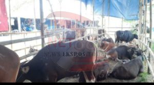 Bentuk Rasa Syukur, Cak Nono Kurban Lima Ekor Sapi