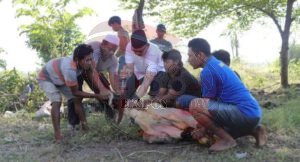 Peringati Hari Raya Idul Adha 1443 H, Polres Pasuruan Lakukan Penyerahan Hewan Qurban