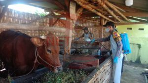 Cegah Penyebaran PMK, Jajaran Polres Sumenep Turun Langsung Lakukan Penyemprotan Disinfektan