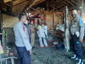 Cegah Penyebaran PMK, Jajaran Polsek Curahdami Aktif Lakukan Pendampingan Penyemprotan Disinfektan