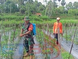 Giat Babinsa Posramil 0826-12/ Kadur, Pendampingan Produktif Pertanian