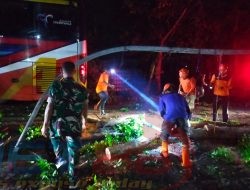 Hujan Deras Disertai Angin Kencang, Pohon Tumbang Menimpa Bus Akas