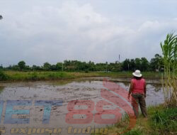 Petani di Desa Tanjung Kamal Resah, Pencurian Bibit Padi Merajalela