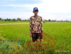 Harga Pupuk Semakin Tinggi, Petani di Situbondo Menjerit
