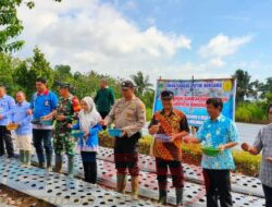 Poktan Tani Makmur 5 Desa Kabuaran Lakukan Penanaman Bawang Putih Bersama