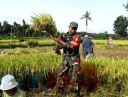 Dukung Ketahanan Pangan Nasional Babinsa Posramil 0826-12 Kadur Turun Kesawah Warga