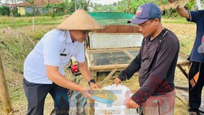 Panen Raya hasilkan 150 Karung padi, Lapas Pamekasan optimalkan Program Asimilasi WBP
