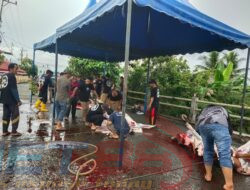 Idul Adha 1444 H. Panitia Qurban Masjid Al-Falaq Sinabang Sembelih 7 Ekor Kerbau dan 1 Kambing