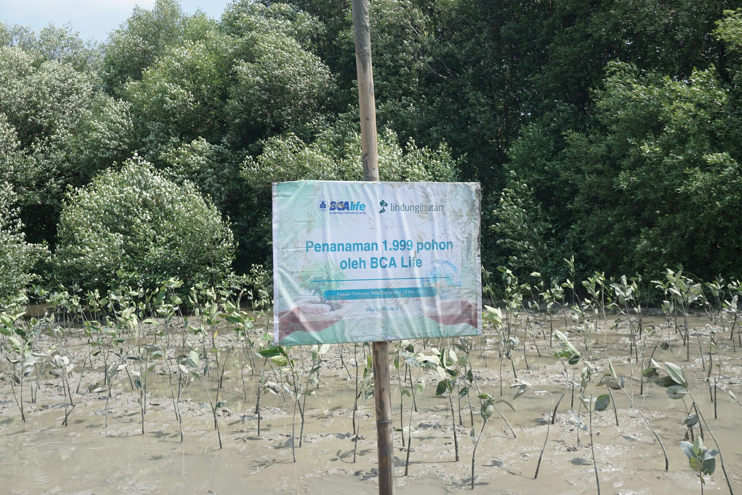 Penanaman 1.999 Pohon Mangrove oleh BCA Life