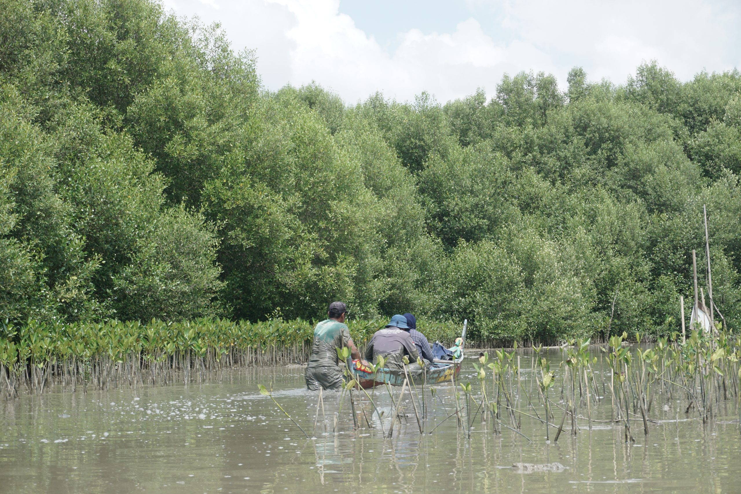 Penanaman Mangrove oleh Mitra Kelompok Tani