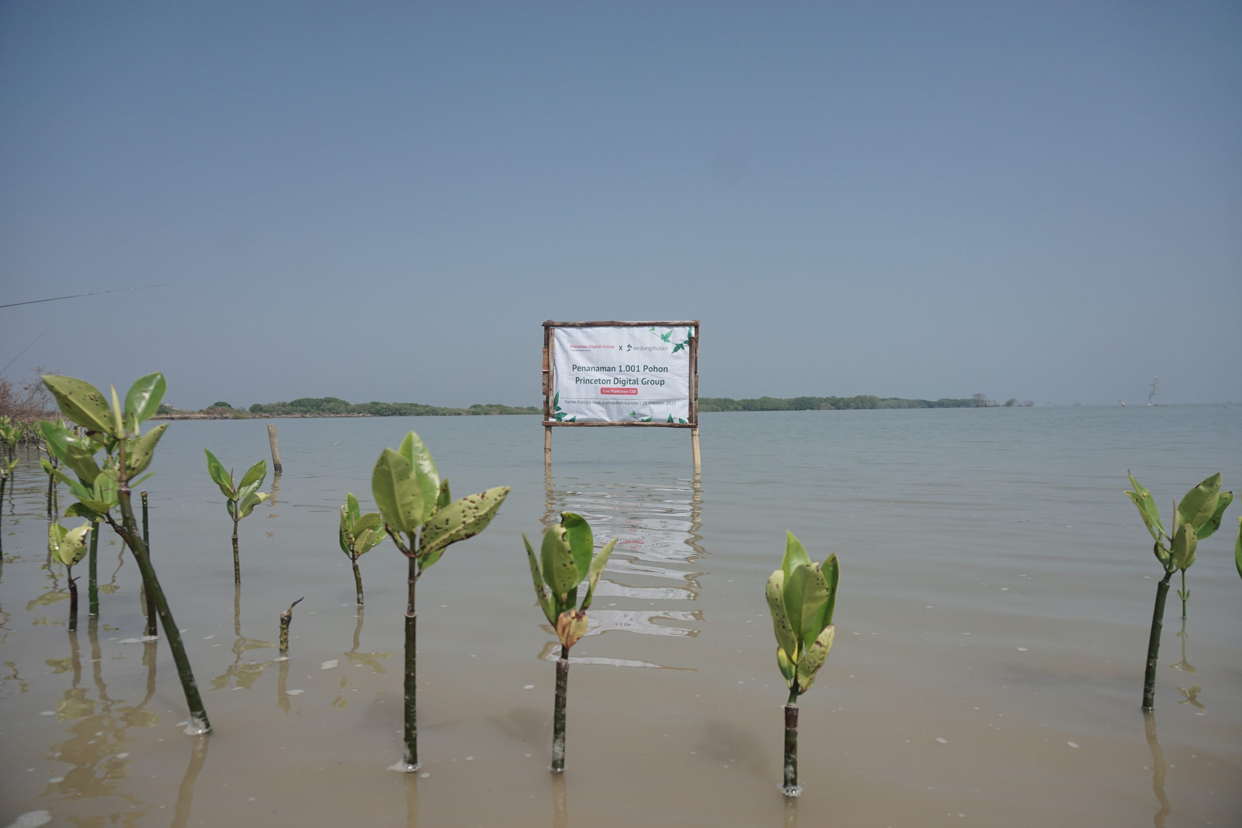 Lokasi penanaman Princeton Digital Group di Pantai Kartika Jaya. (Dokumentasi: LindungiHutan).