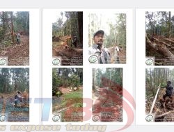 PT. CSS Kalteng Diduga Menjarah Hutan dan Kejahatan Illegal Logging!!