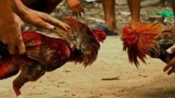 Sisi lain Judi Sabung Ayam Di Bokong Klantingsari.. Ada Apa ???