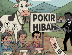 Jejak Dana Pokir di Genilangit, Hibah Sapi Rp150 Juta Diduga Menyusut di Tangan Penerima